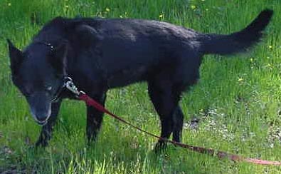 Amica in the California Grass