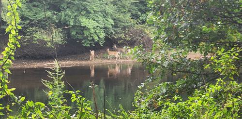 Deer by the Farmington River
