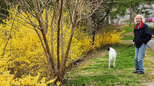 ForsythiaBart