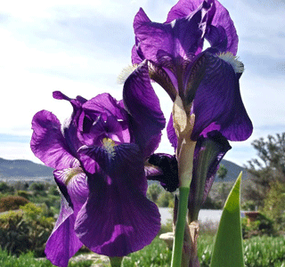 PurpleIris