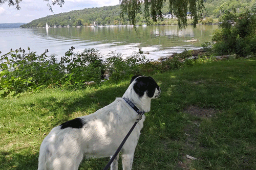 Lake Cayuga