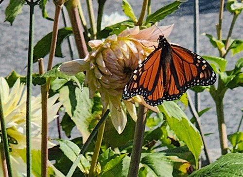 Monarch Butterfly