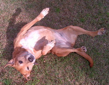 Navajo Rolling in the grass