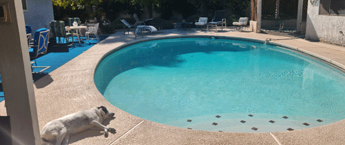 Rockie by the pool