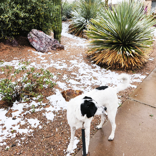 RockieSnowTucson