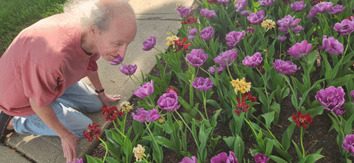 bart with tulips