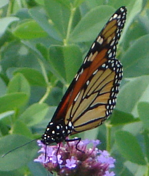 Butterfly at White FLower Farm, CT