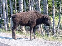 Buffalo Calf