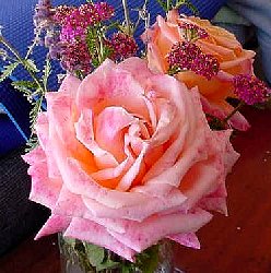 Picture of Roses and Yarrow from my garden