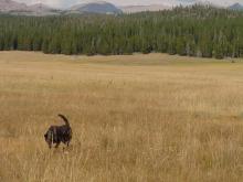 Big Horn Mts, WYO