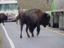 Yellowstone wildlife