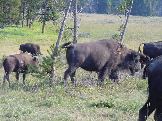 BisonHerd1