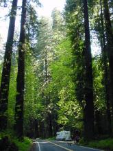 Avenue of the Giants