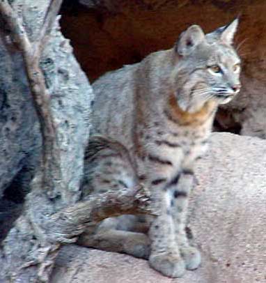 Bobcat2