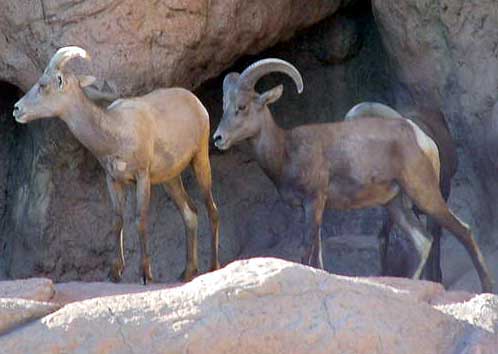 MountainGoats