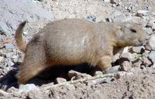 PrairieDog