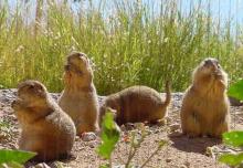 PrairieDogs