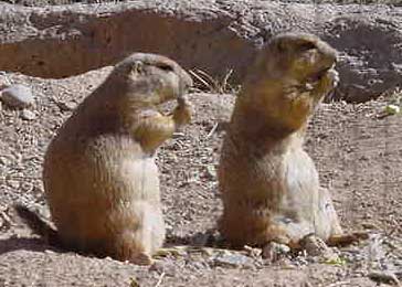 PrairieDogsEating