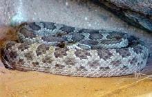 Rattlesnake