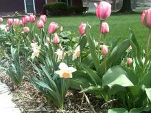 Spring bulbs in the garden