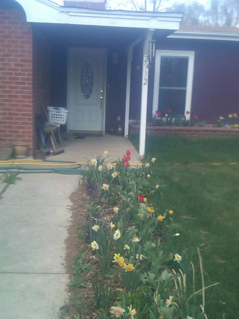 Front bed of daffodils and tulps 20-apr-10