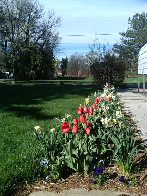 Front bed of daffodils and tulips 27-apr-2010