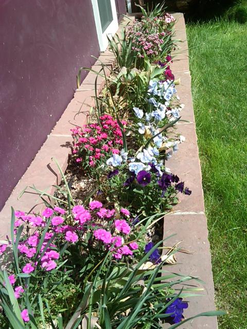 Front window box, pinks and pansies