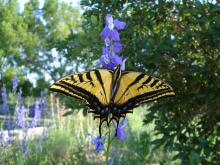 Denver Botanical Gardens