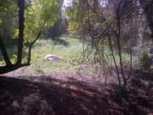 our wooded land to the south of the house