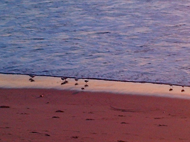 birds, Dockweiler State Beach, near LAX, CA