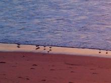 birds, Dockweiler State Beach, near LAX, CA