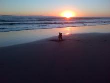 Navajo plays ball on Emma Wood Beach, Ventura, CA