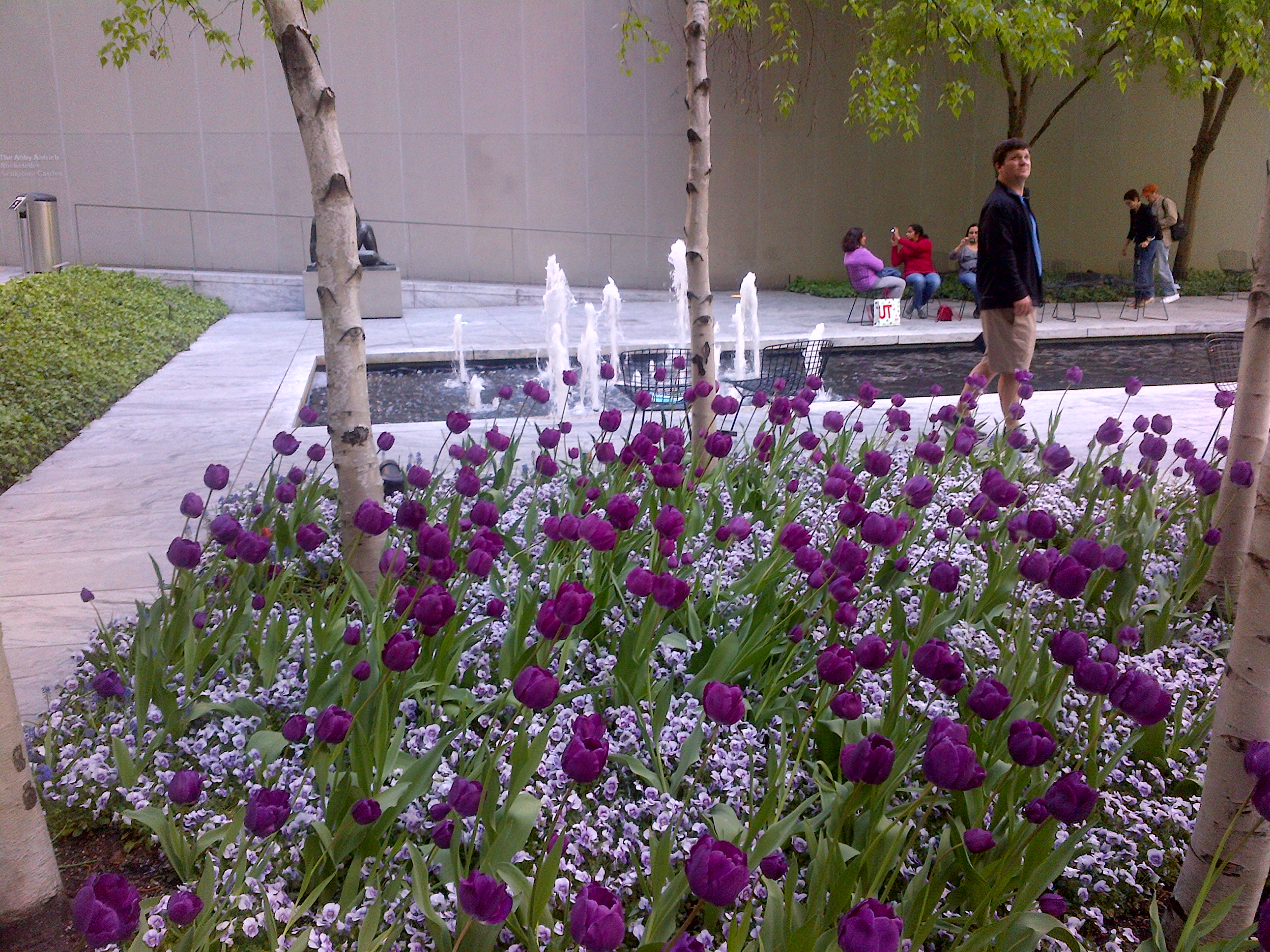 MOMA garden tulips and Paul