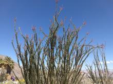 Ocotilla starting to bloom