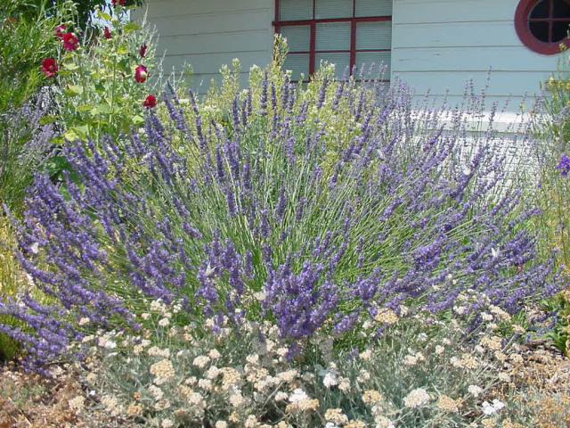 Lavender and Greek Yarrow