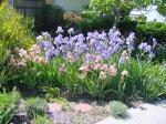 My Former Garden in Albuquerque