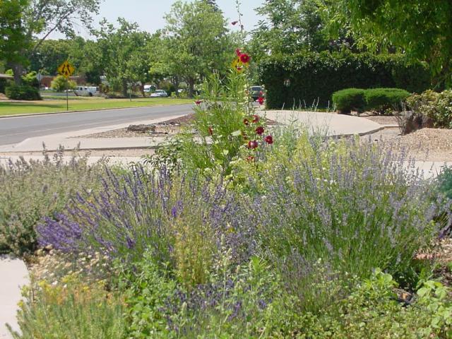 Lavenders, Hollyhocks, Catmint and a baby Desert Willow in the front garden