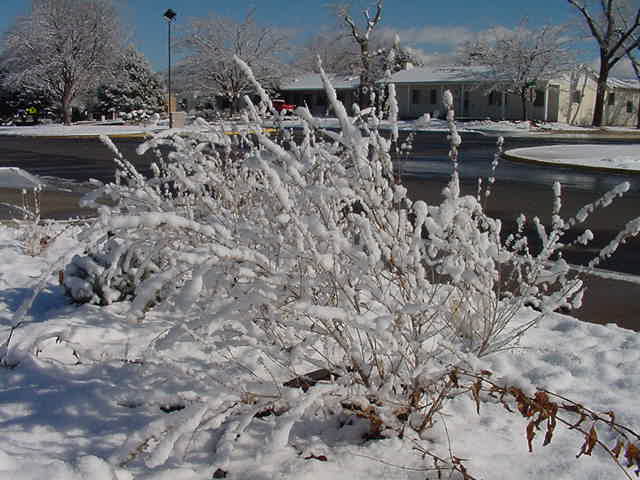 Russian Sage under snow