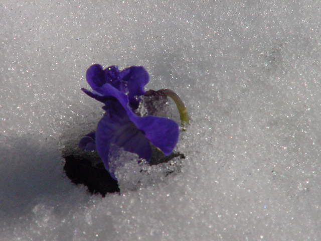 Pansy in the snow