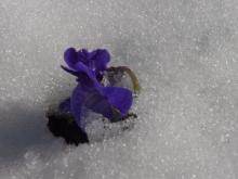 Pansy in the snow