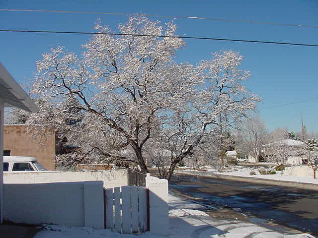 Desert Willow next door