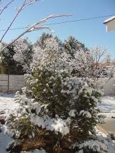 Pinyon Tree