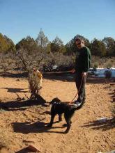 we walk enzo and xena (a scottish terrier/lab mix puppy)