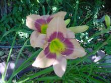 My Daylilies