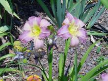 Pink Daylilies