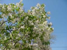 White Lilac