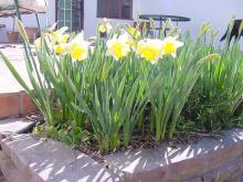 First Daffodils, Feb 18, 2003