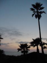 San Clemente- palm trees at sunset