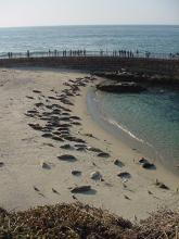 La  Jolla Cove Seals