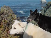 Rex and Amica in Big Sur, 2003